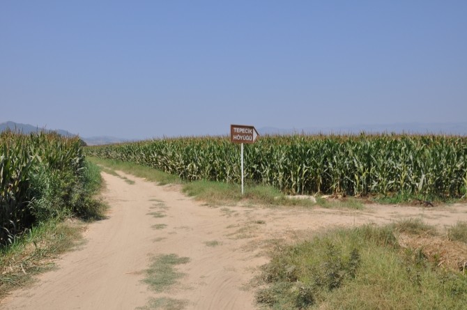 Pola kukurydziane w okolicach Tepecik Hoyuk
