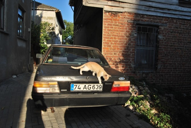 Kot na terenie twierdzy w Amasrze