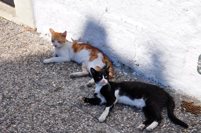 Koty z Foçy
