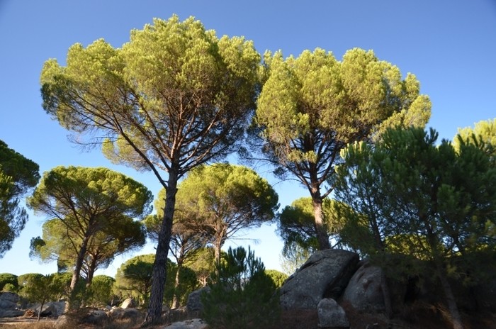 Las w okolicach Bergamy Las w okolicach Bergamy