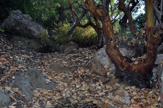 Suche liście na szlaku